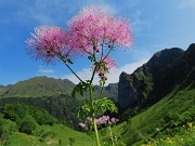 05 Thalictrum aquilegifolium (Pigamo colombino) con Torrione del Corno Branchino